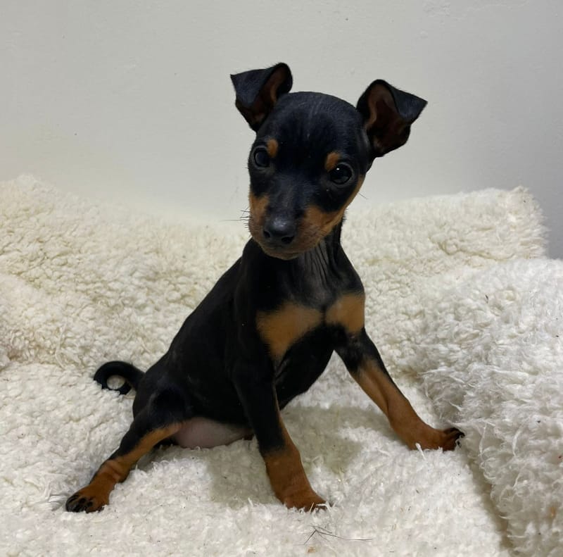 Agora, Pinscher femelle née le 22/11/25 non LOF
