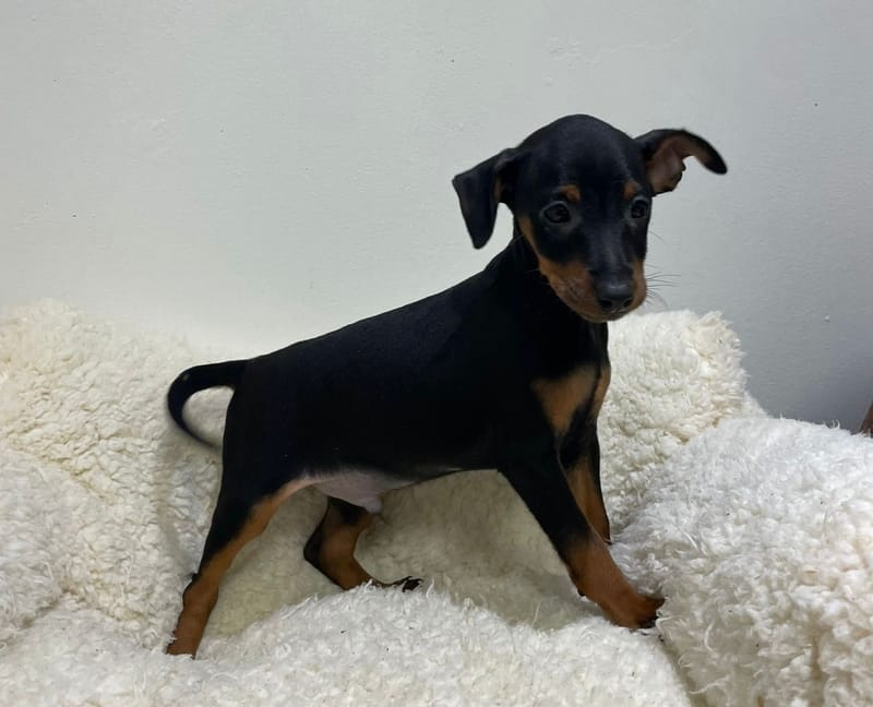 Anto, Pinscher mâle né le 22/11/25 non LOF