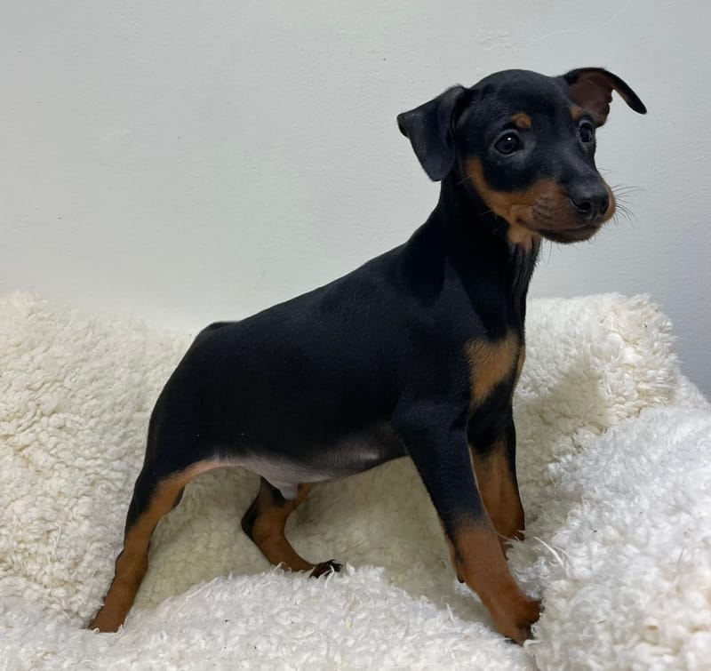 Anto, Pinscher mâle né le 22/11/25 non LOF
