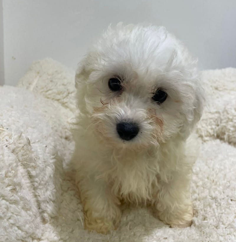 Astra, Bichon Frisé femelle née le 23/11/25 non LOF