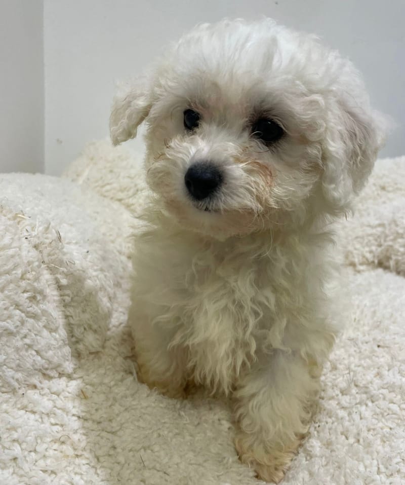 Astra, Bichon Frisé femelle née le 23/11/25 non LOF