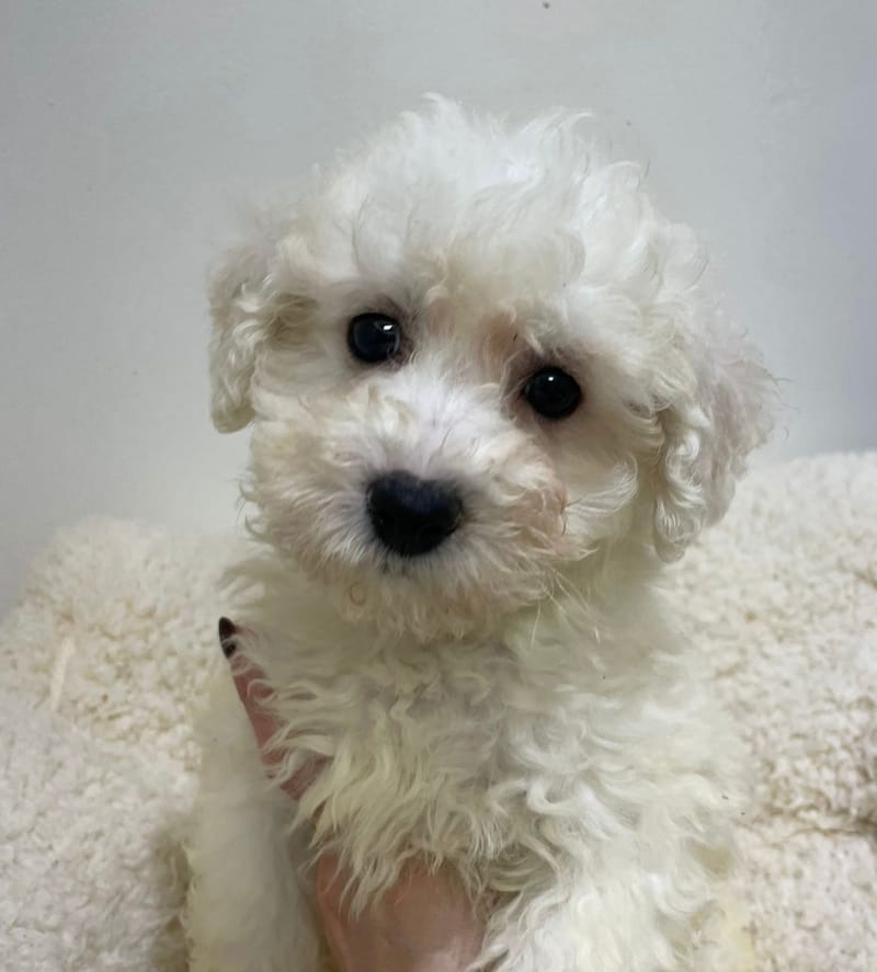 Aldo, Bichon Frisé mâle né le 23/11/25 non LOF