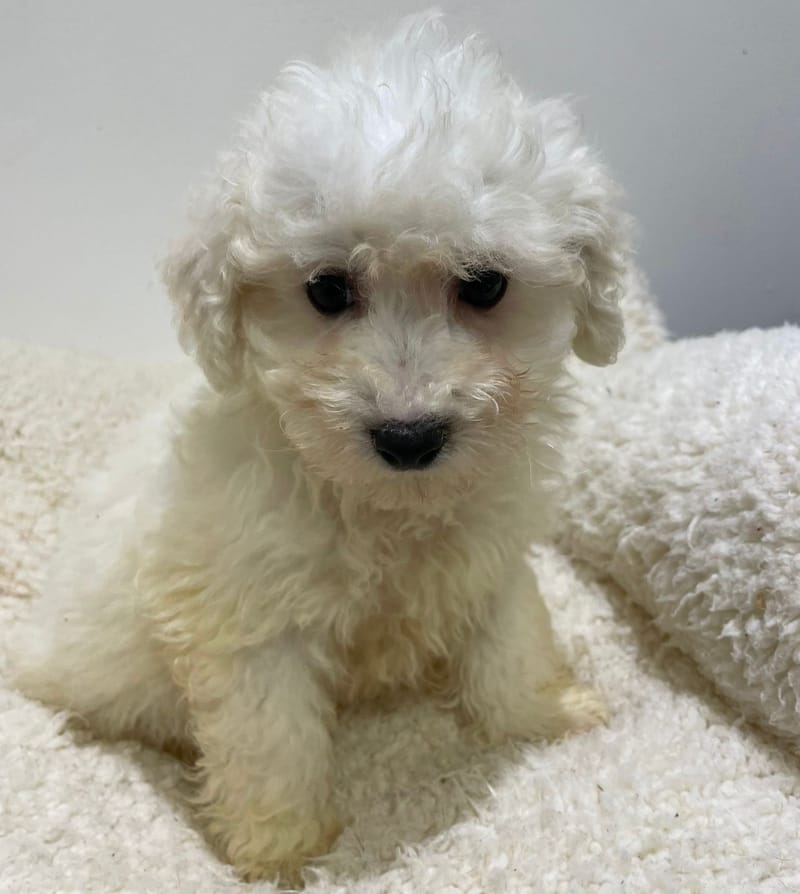 Aldo, Bichon Frisé mâle né le 23/11/25 non LOF