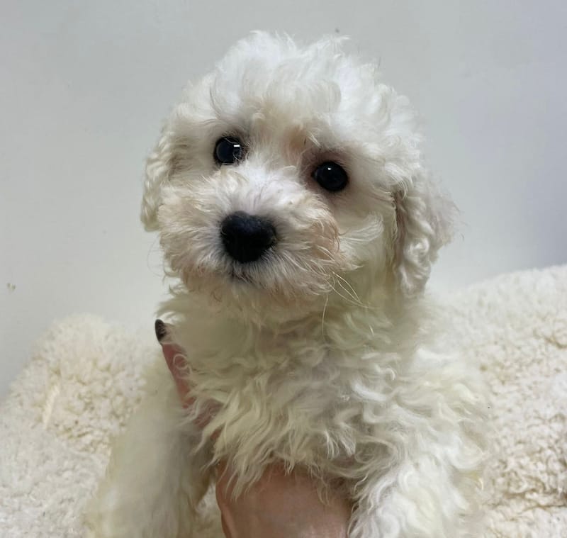 Aldo, Bichon Frisé mâle né le 23/11/25 non LOF