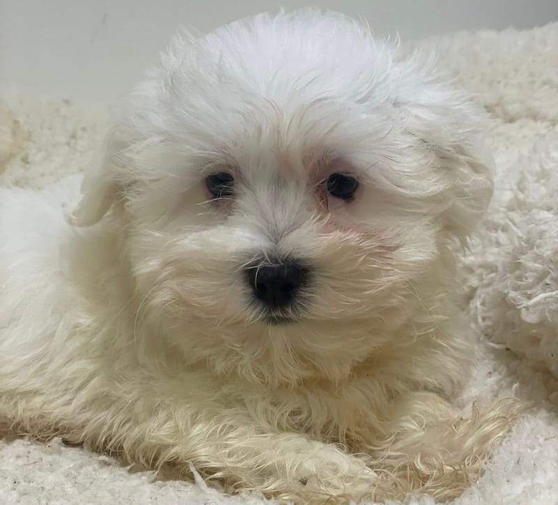 Aristote, Bichon Maltais mâle né le 16/11/25 LOF