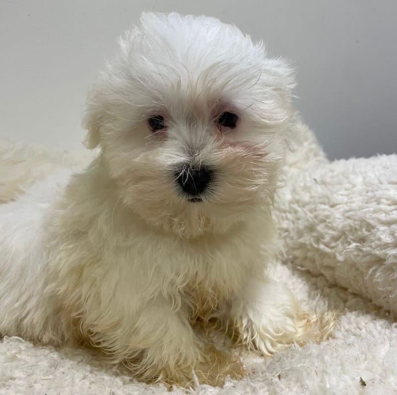 Aristote, Bichon Maltais mâle né le 16/11/25 LOF