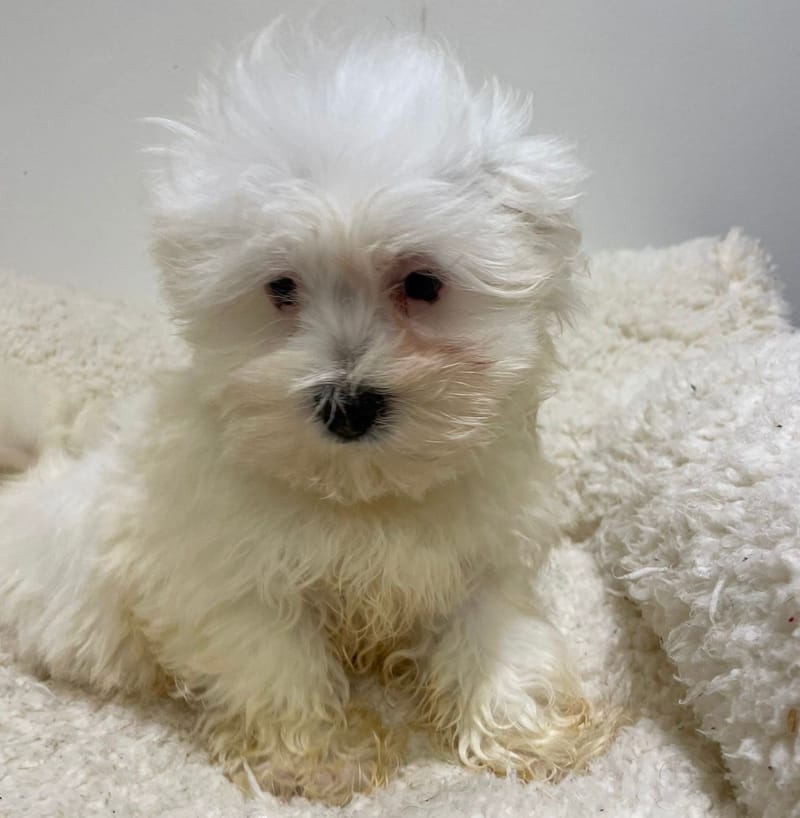 Aristote, Bichon Maltais mâle né le 16/11/25 LOF
