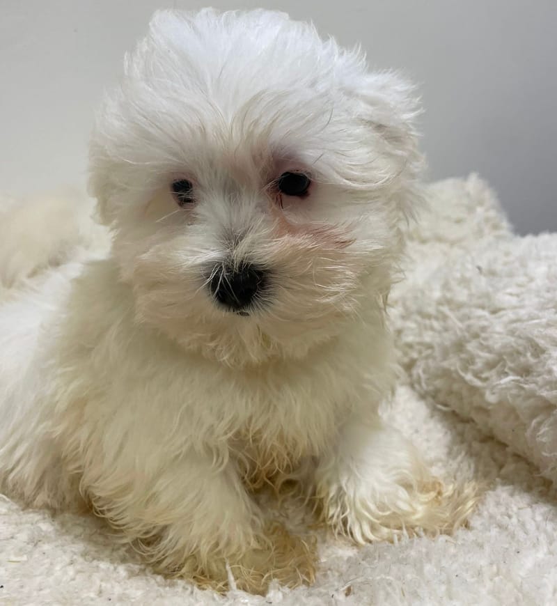 Aristote, Bichon Maltais mâle né le 16/11/25 LOF