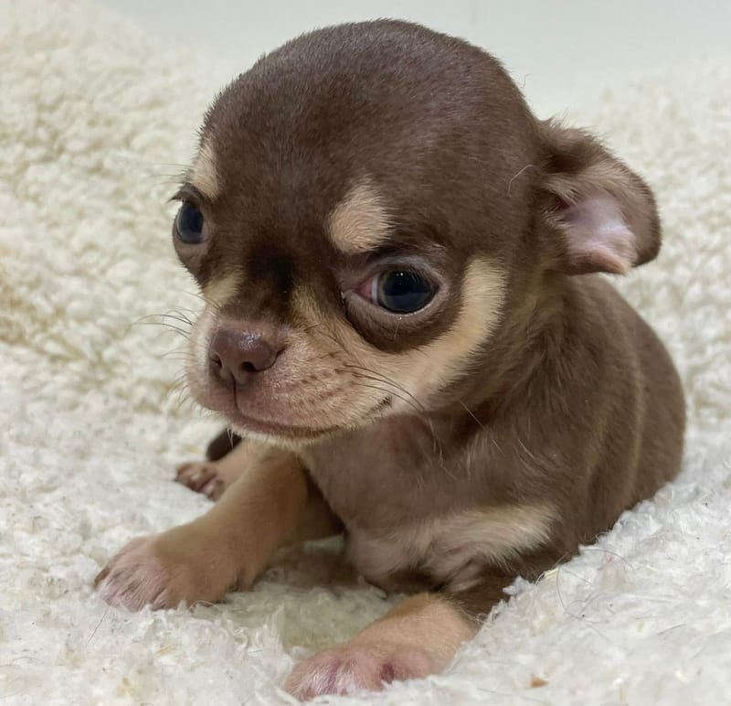 Andy, Chihuahua mâle né le 25/11/26 LOF