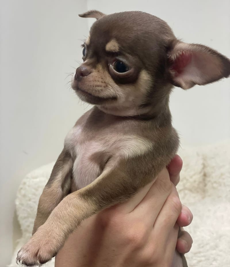 Andy, Chihuahua mâle né le 25/11/26 LOF