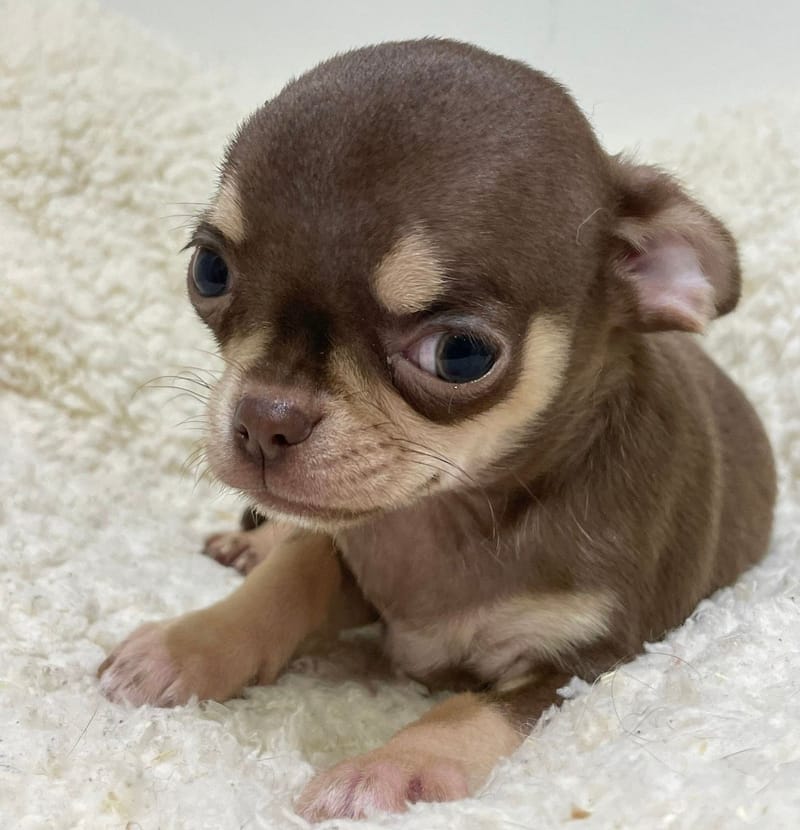 Andy, Chihuahua mâle né le 25/11/26 LOF