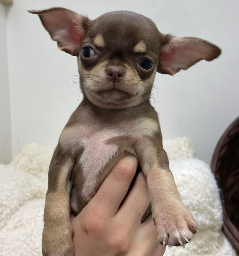 Andy, Chihuahua mâle né le 25/11/26 LOF
