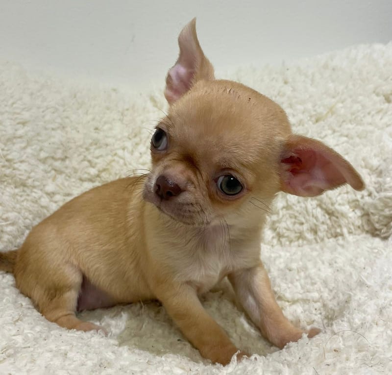 Anita, Chihuahua femelle née le 02/12/25 LOF