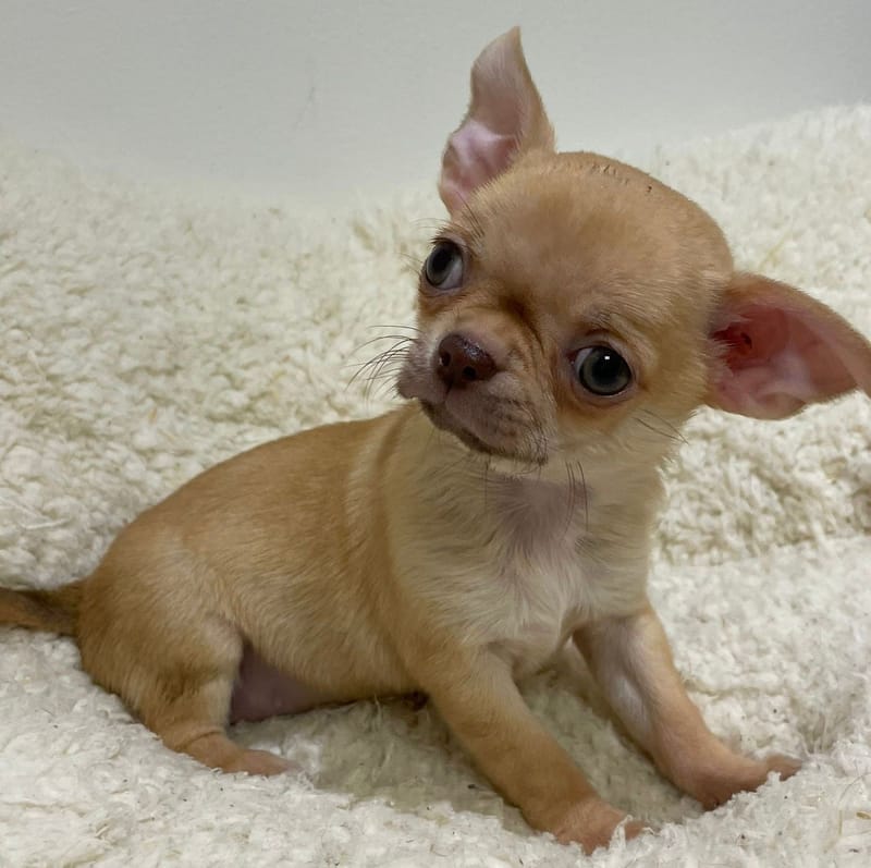 Anita, Chihuahua femelle née le 02/12/25 LOF