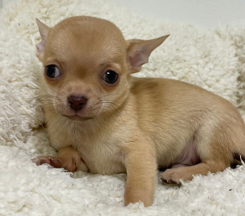 Aztek, Chihuahua mâle né le 02/12/25 LOF