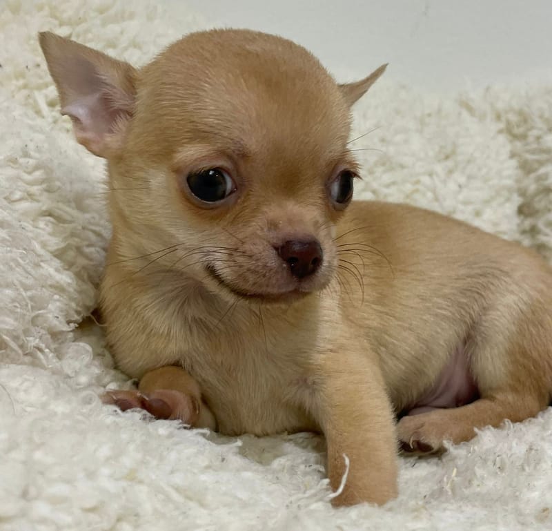 Aztek, Chihuahua mâle né le 02/12/25 LOF