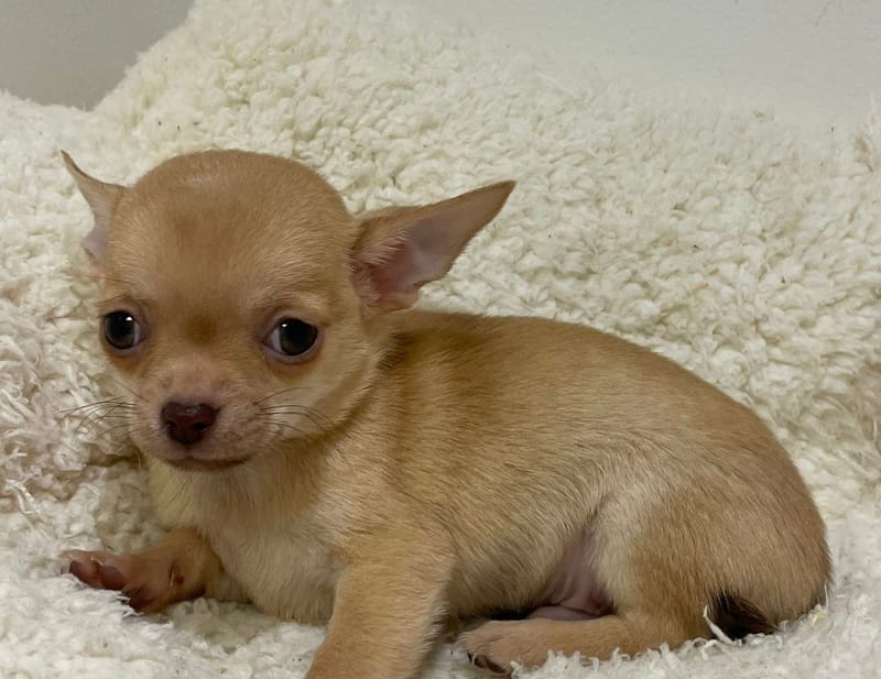 Aztek, Chihuahua mâle né le 02/12/25 LOF