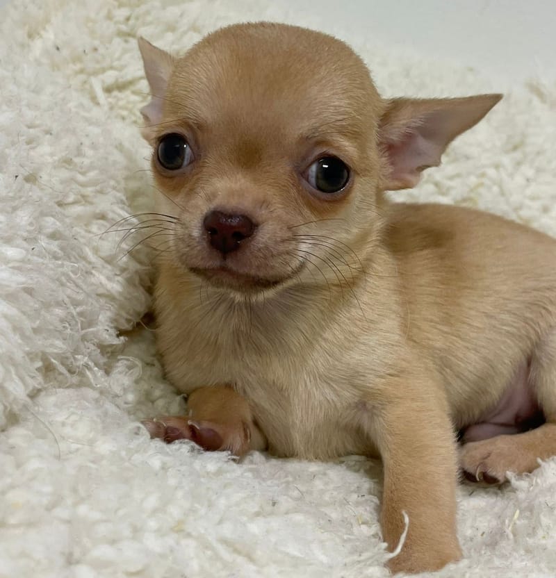 Aztek, Chihuahua mâle né le 02/12/25 LOF