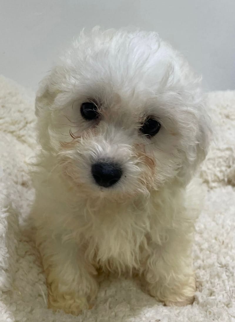 Anna, Bichon Maltais femelle née le 16/11/25 LOF