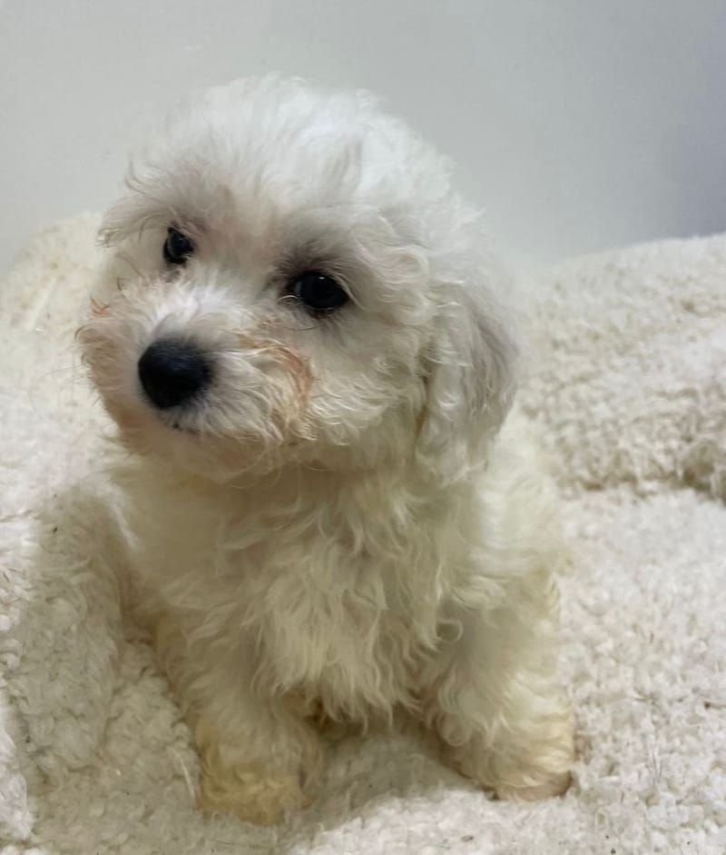 Anna, Bichon Maltais femelle née le 16/11/25 LOF