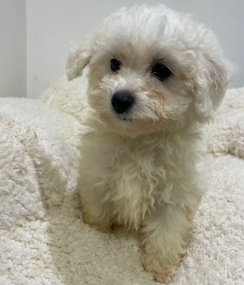 Anna, Bichon Maltais femelle née le 16/11/25 LOF