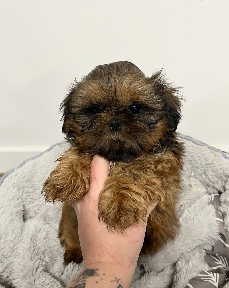 Aaron mâle né le: 25/11/2025 ( Parents LOF)