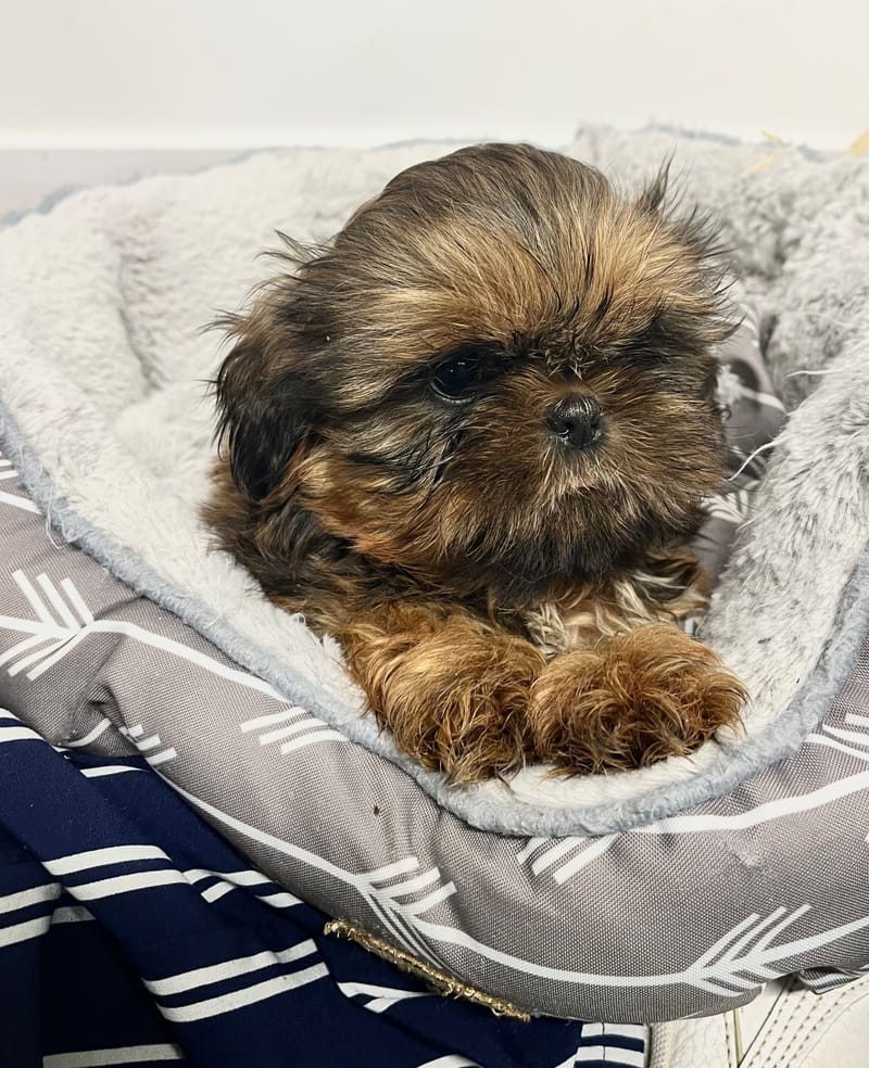 Aaron mâle né le: 25/11/2025 ( Parents LOF)