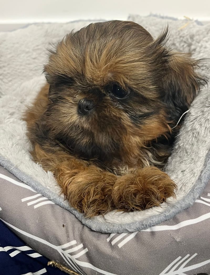 Aaron mâle né le: 25/11/2025 ( Parents LOF)