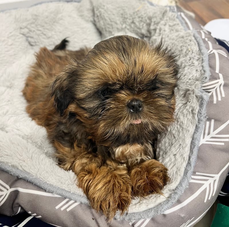 Aaron mâle né le: 25/11/2025 ( Parents LOF)