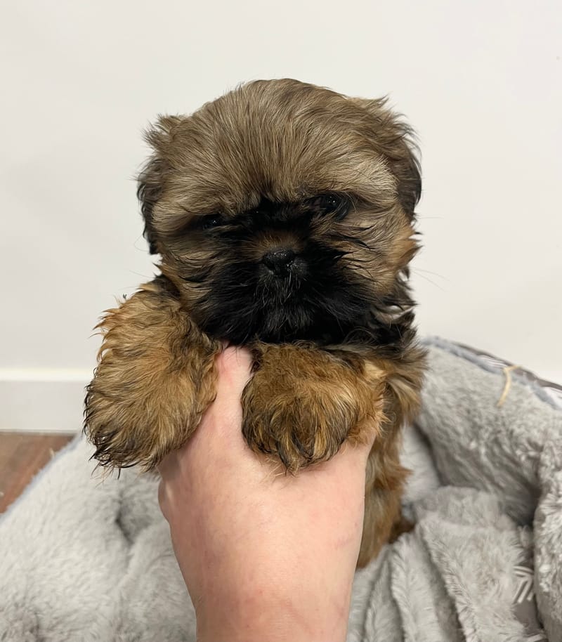 Appy mâle né le: 26/112025  (Parents LOF)