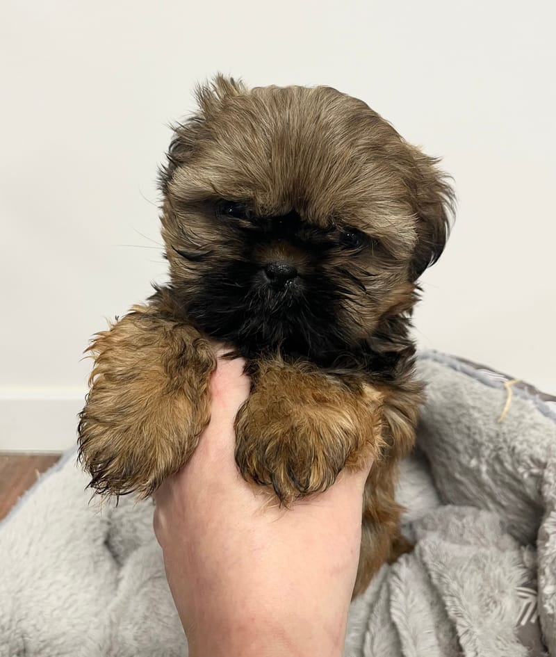 Appy mâle né le: 26/112025  (Parents LOF)