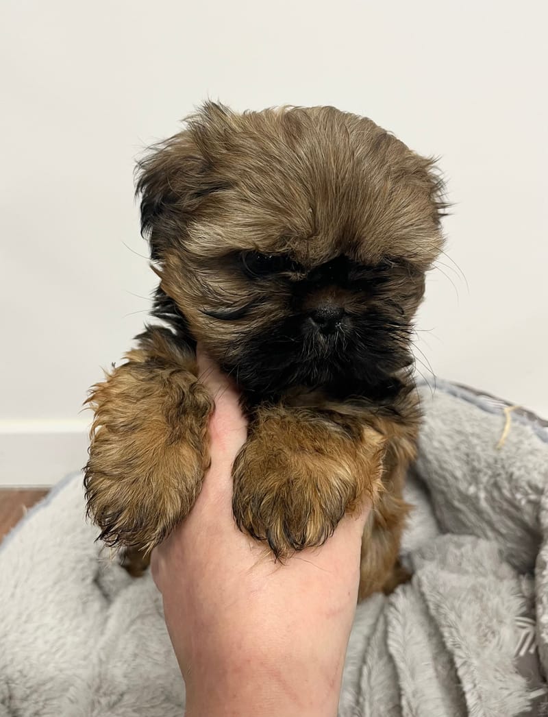 Appy mâle né le: 26/112025  (Parents LOF)