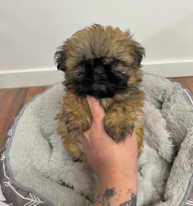 Andrea femelle née le: 26/11/2025 (Parents LOF)