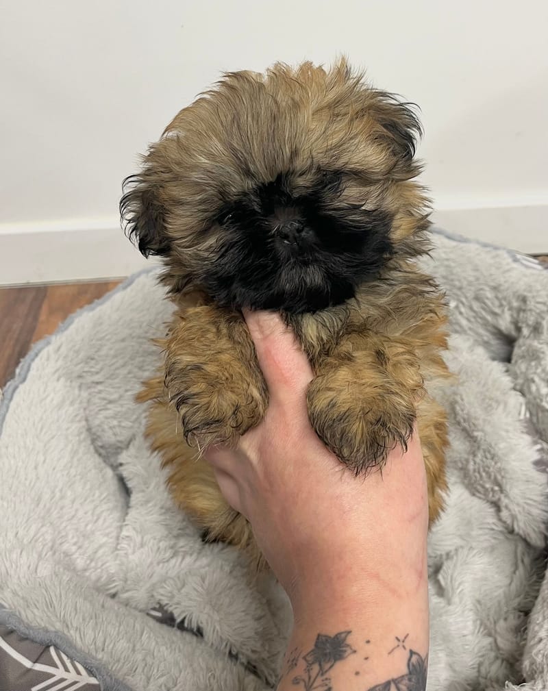 Andrea femelle née le: 26/11/2025 (Parents LOF)