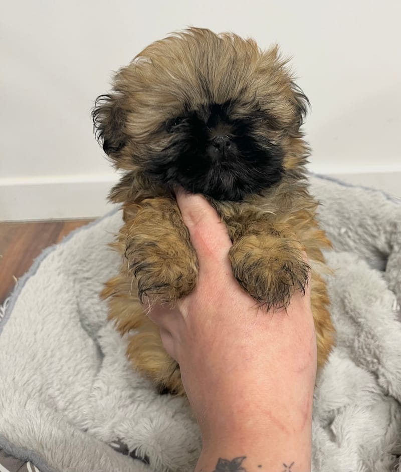 Andrea femelle née le: 26/11/2025 (Parents LOF)