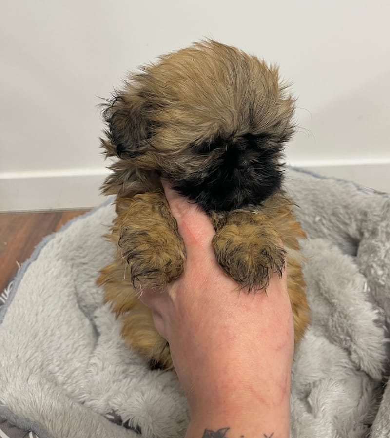 Andrea femelle née le: 26/11/2025 (Parents LOF)