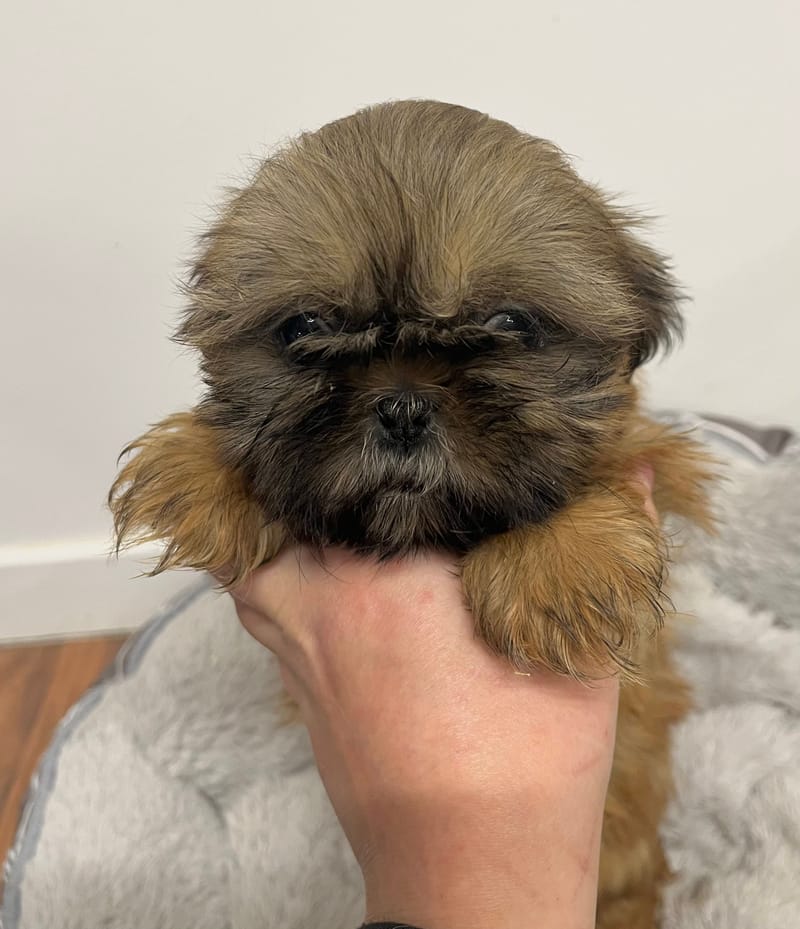 Anita femelle née le: 25/11/2025 (Parents LOF)