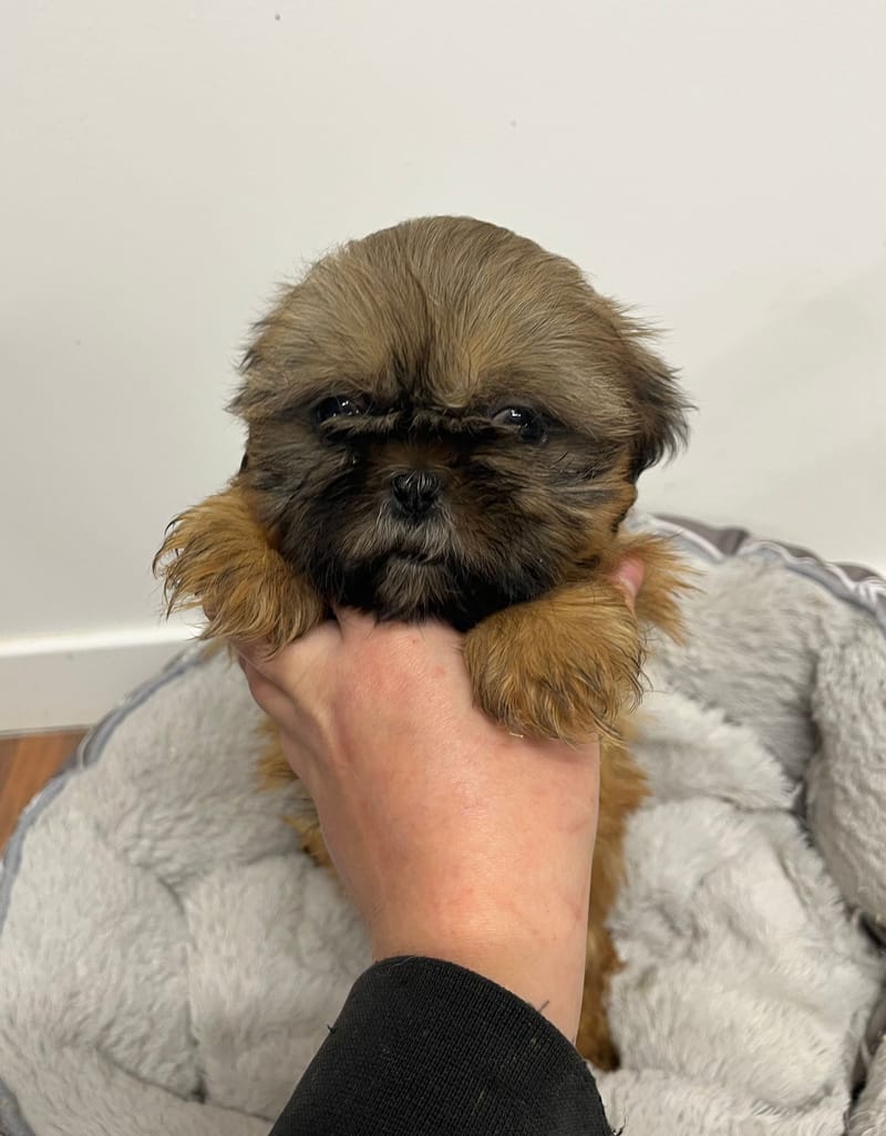 Anita femelle née le: 25/11/2025 (Parents LOF)