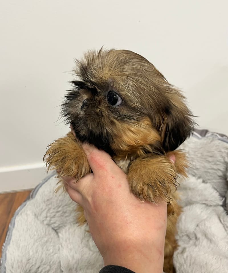 Anita femelle née le: 25/11/2025 (Parents LOF)