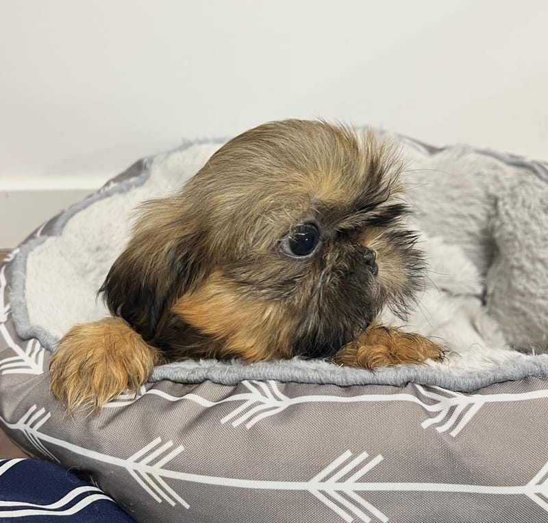 Anita femelle née le: 25/11/2025 (Parents LOF)