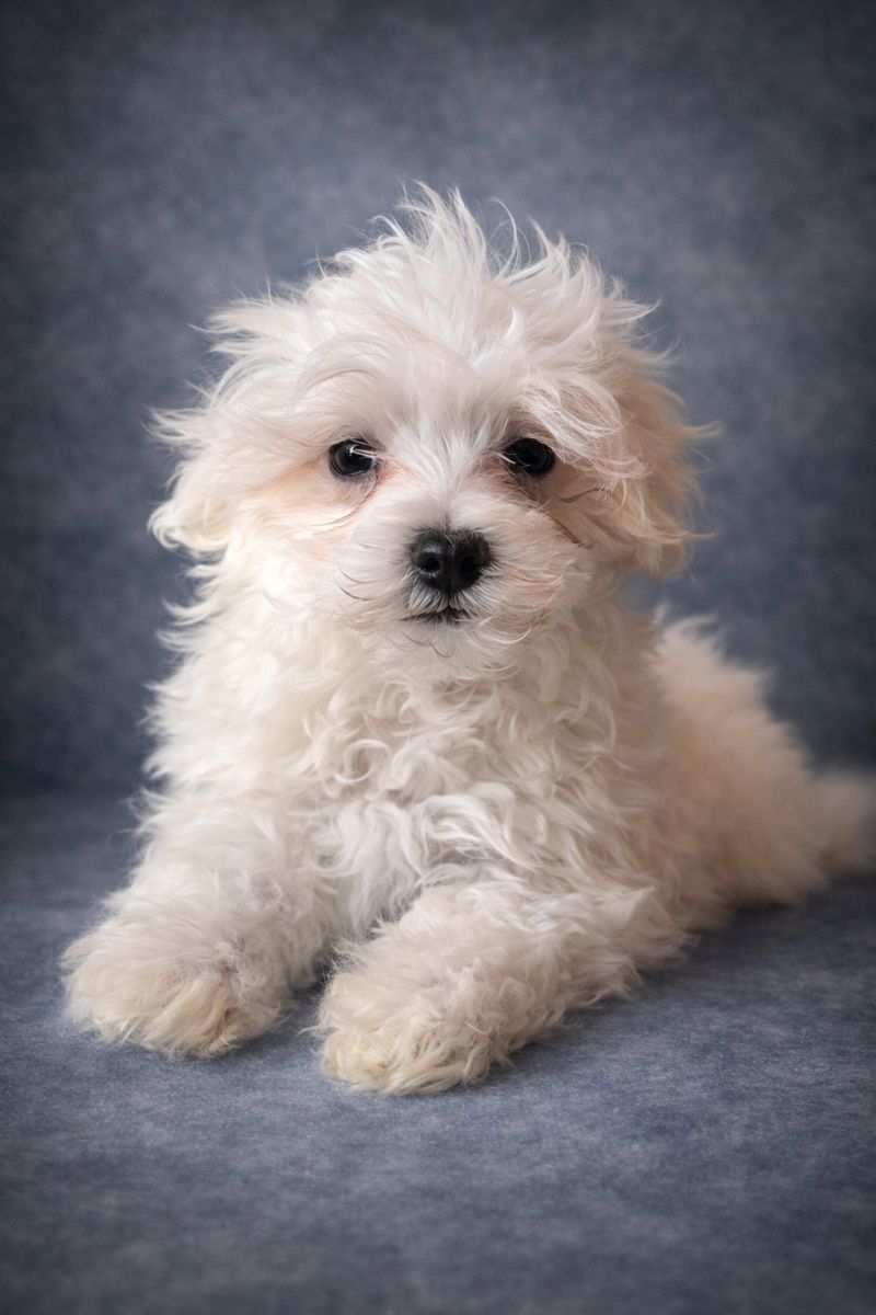 ANDY, mâle né le 04/11/2025 LOF