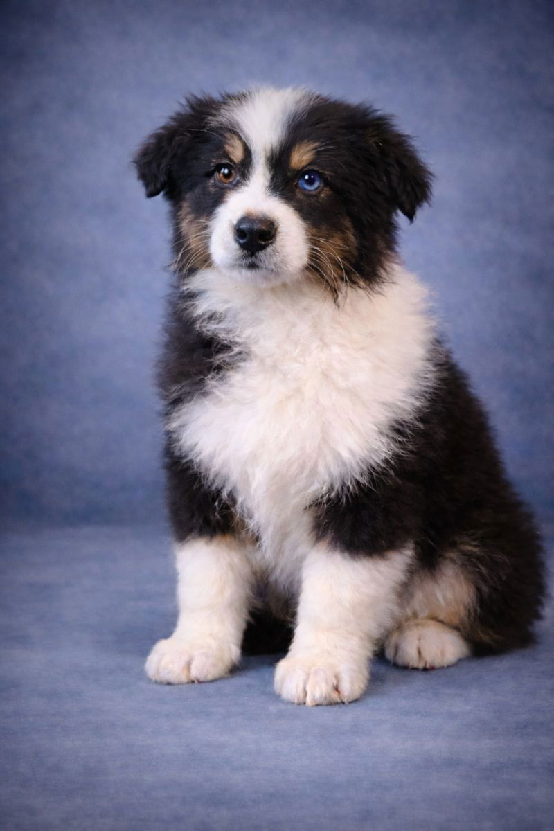 ALDO, mâle né le 02/11/2025 non Lof (parents LOF)