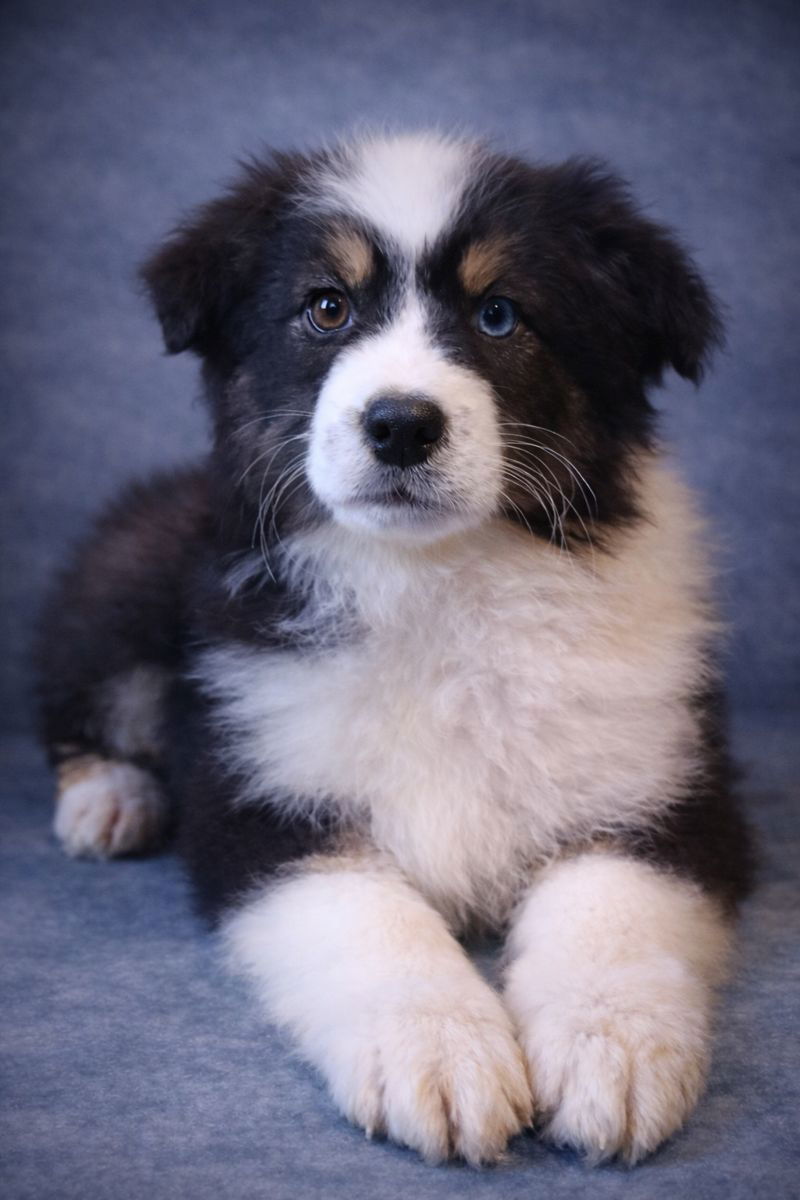 ALDO, mâle né le 02/11/2025 non Lof (parents LOF)