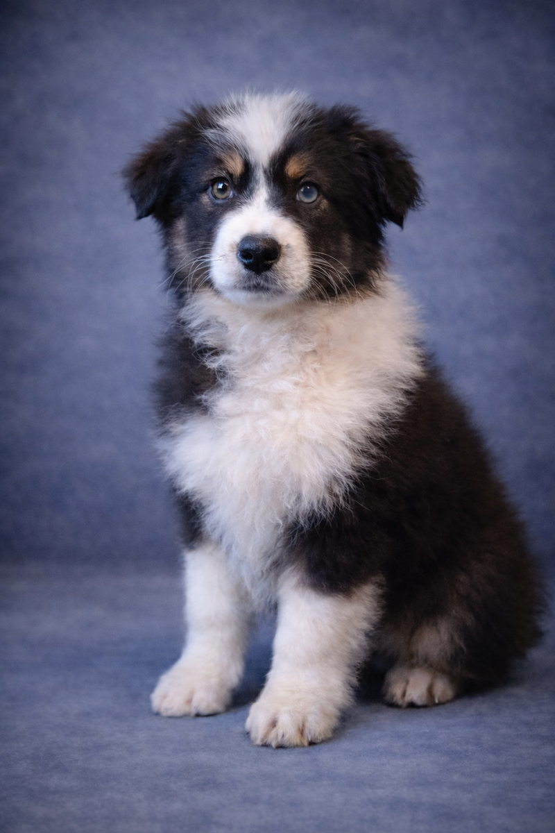 ALDO, mâle né le 02/11/2025 non Lof (parents LOF)