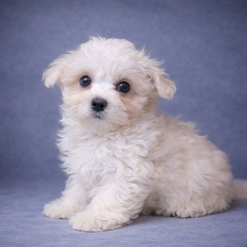 ALESIA, femelle née le 29/10/2025 LOF