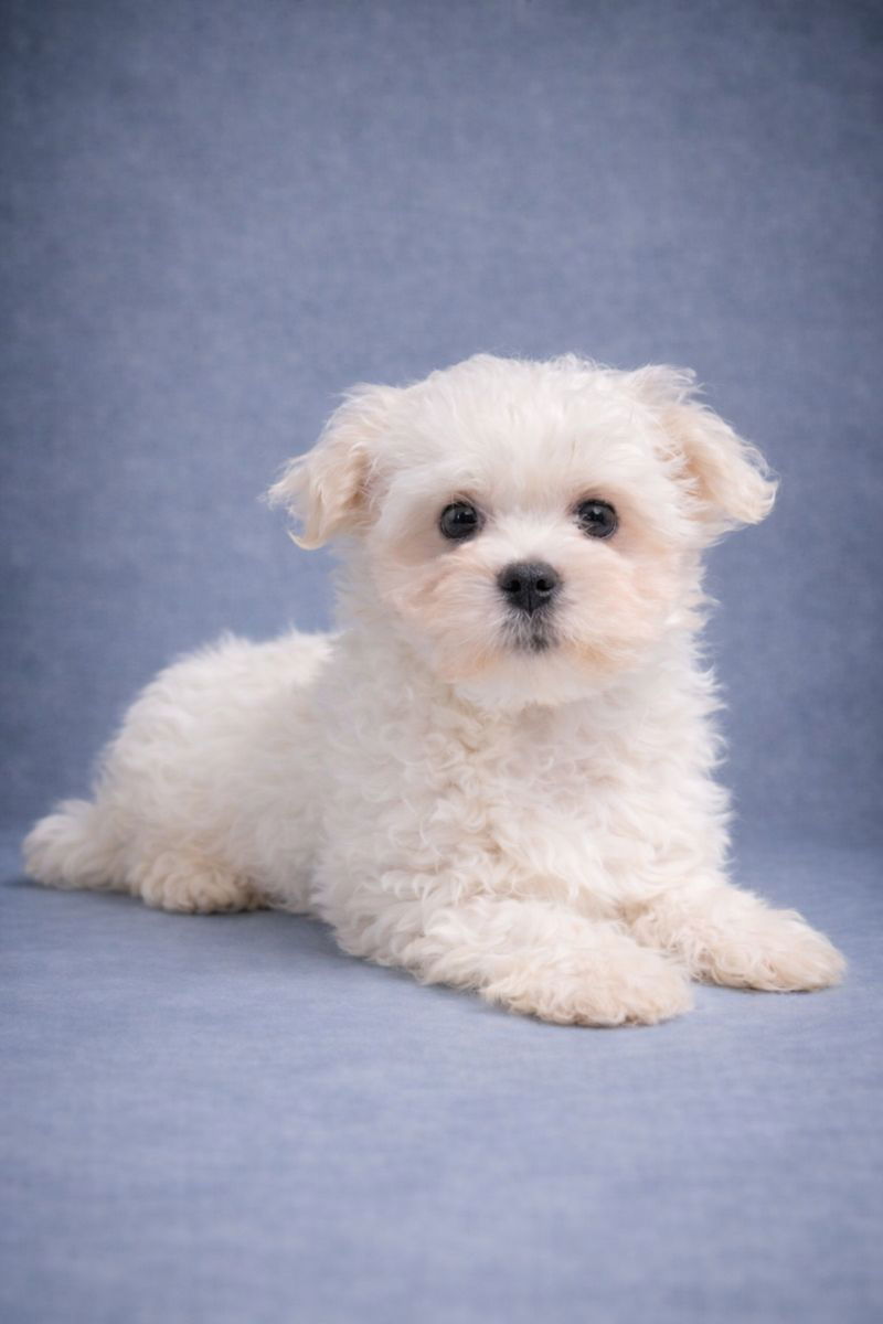 ALESIA, femelle née le 29/10/2025 LOF