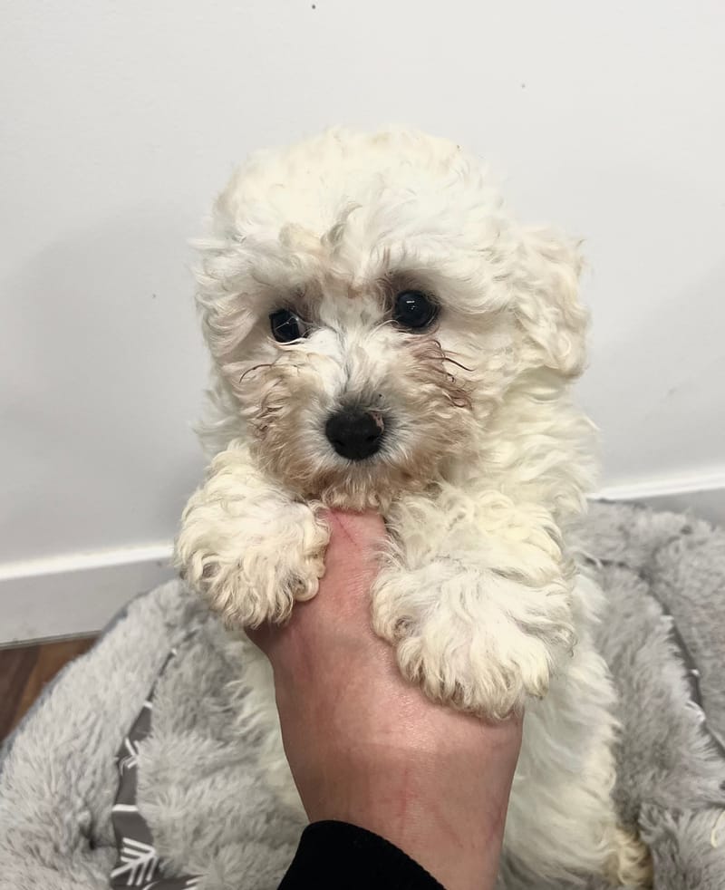 Arieta femelle née le: 24/11/2025 (Parents LOF)