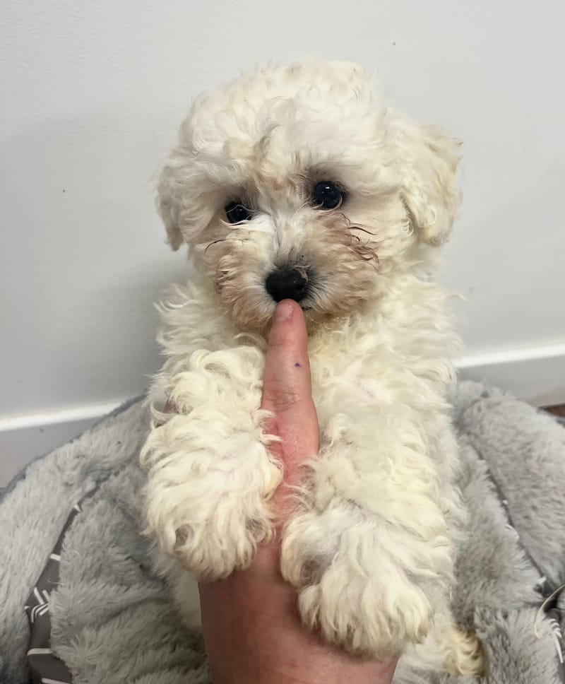 Arieta femelle née le: 24/11/2025 (Parents LOF)