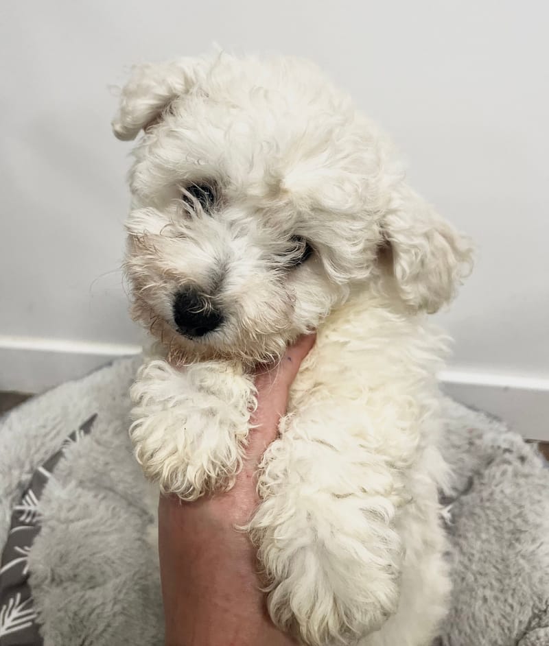 Alma femelle née le:24/11/2025 (Parents LOF)