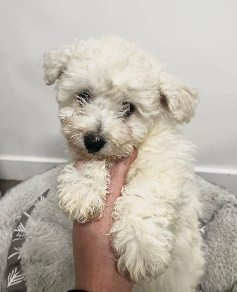 Alma femelle née le:24/11/2025 (Parents LOF)